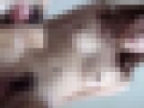【無】リアル陰キャの童貞が知り合いのギャルに筆下ろしされた生々しい動画です 素人